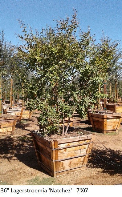 Photo for Lagerstroemia indica x fauriei 'Natchez' (Multi) (Natchez Crape Myrtle)