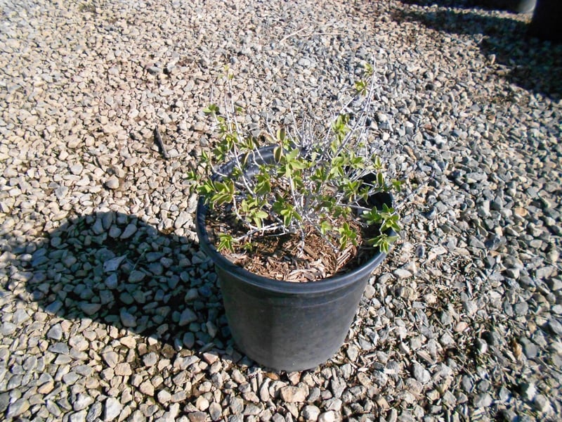 Photo for Ruellia peninsularis (Baja Ruellia)