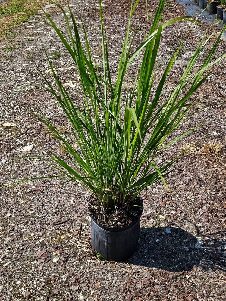 Photo for Tripsacum dactyloides (Eastern Gammagrass)