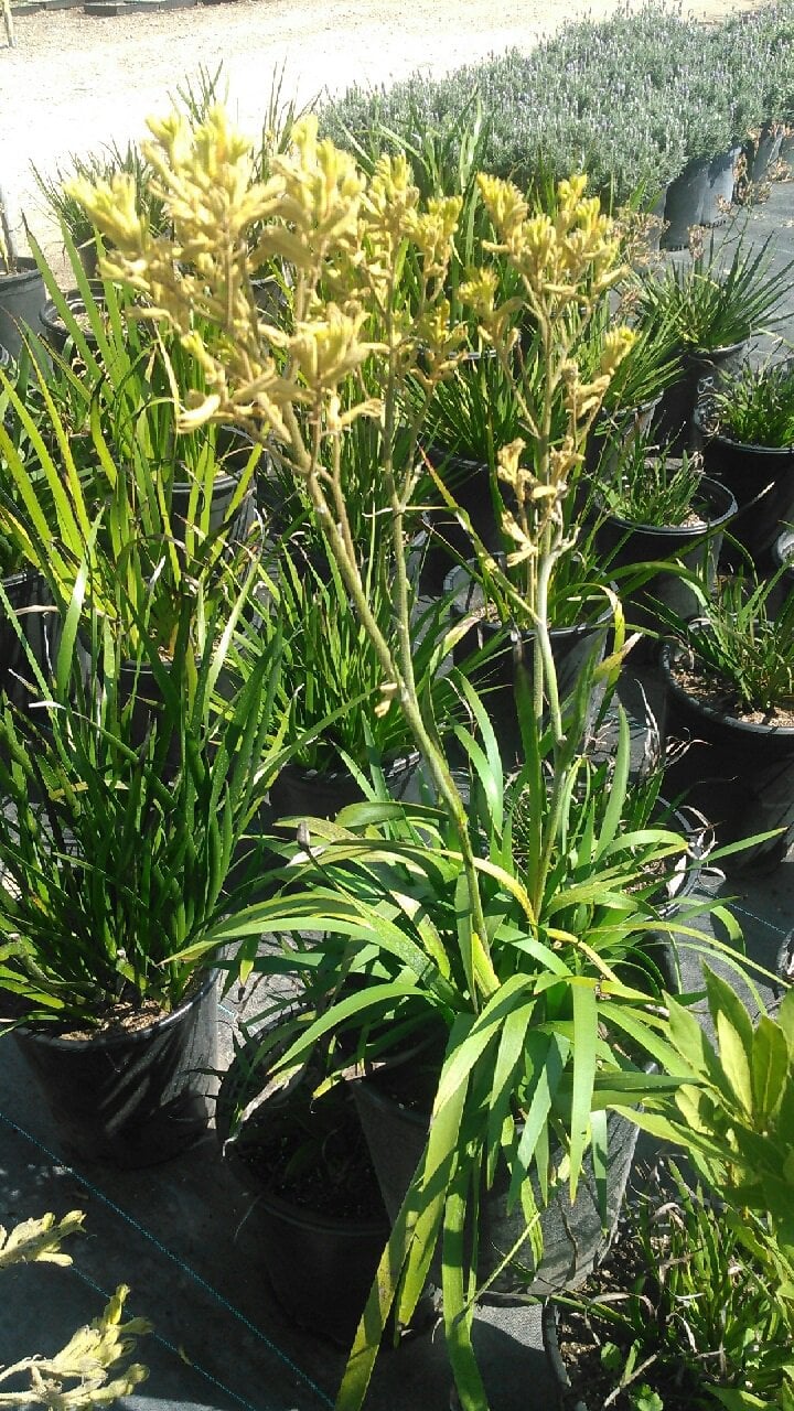 Photo for Anigozanthos (yellow) (Yellow Kangaroo Paw)