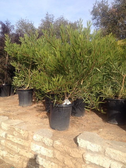 Photo for Acacia longifolia (Golden Wattle)