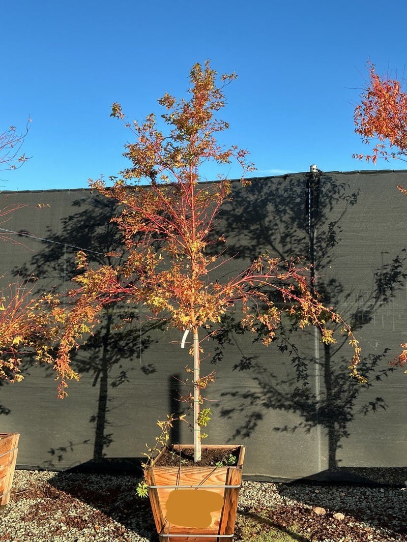 Photo for Acer palmatum 'Sango-kaku' (Sango-Kaku Japanese Maple)