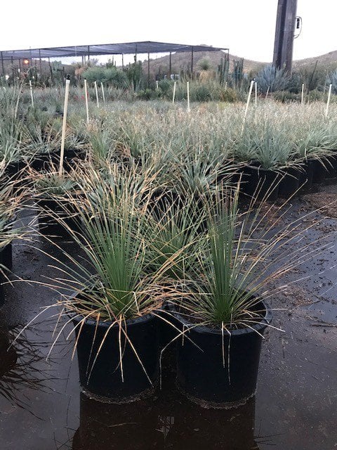 Photo for Dasylirion longissimum (Mexican Grass Tree)
