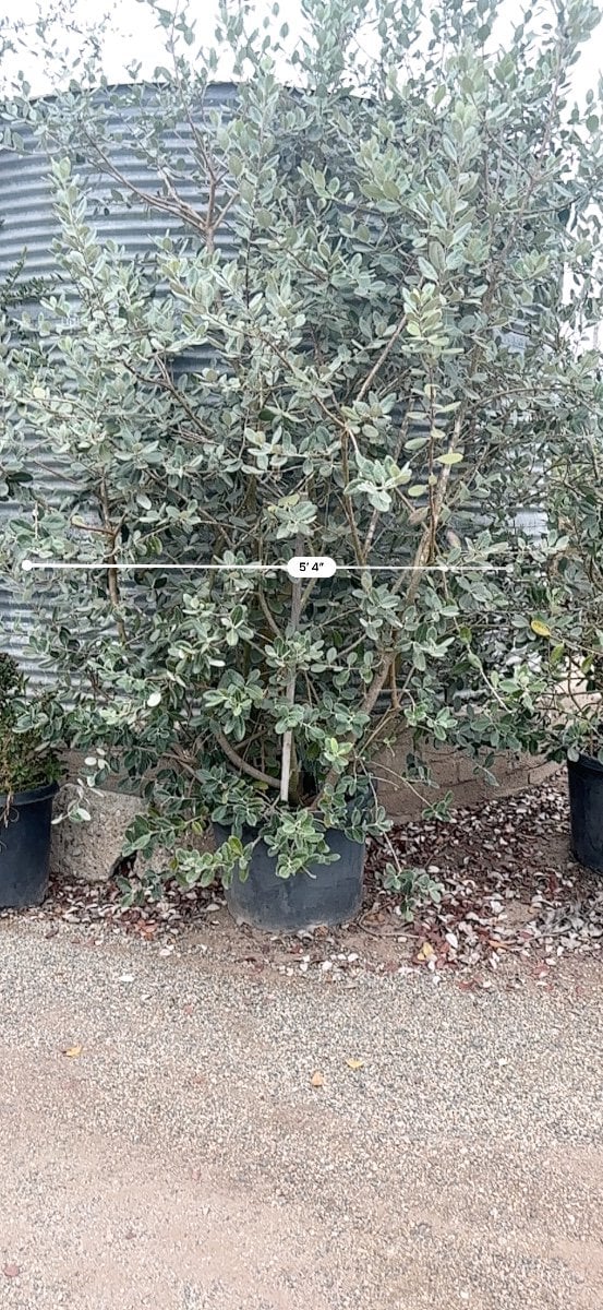 Photo for Feijoa sellowiana 'Nazemetz' (Nazemetz Pineapple Guava)