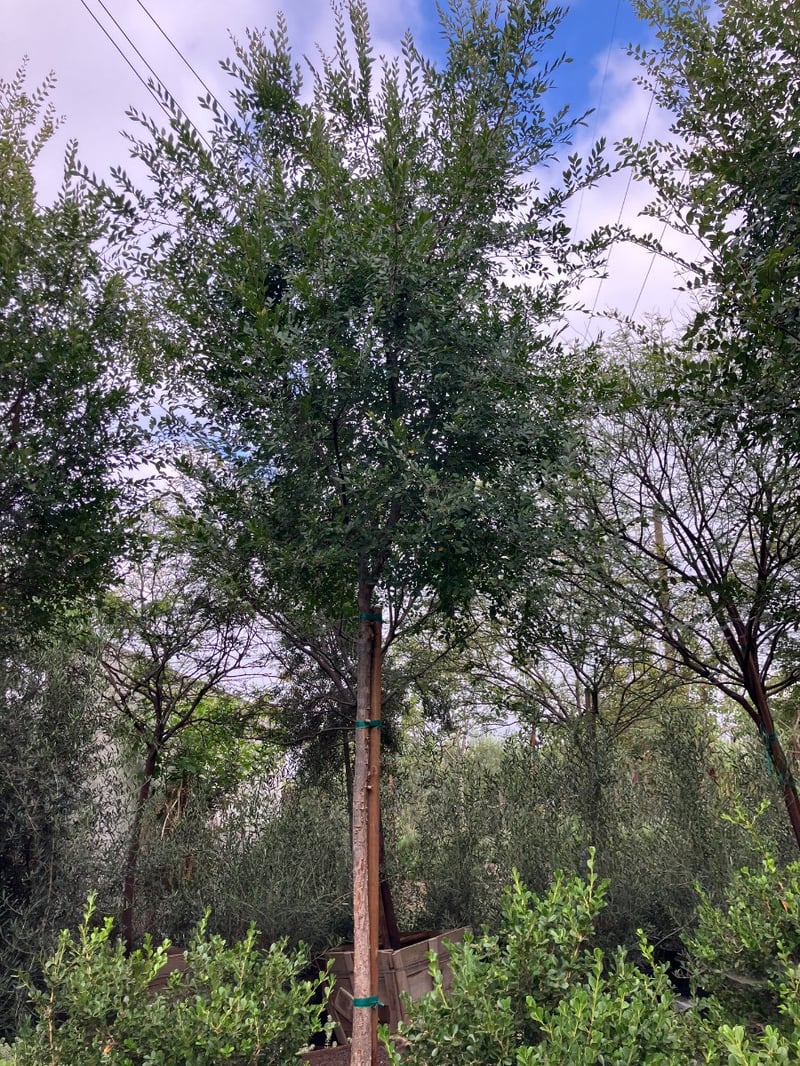 Photo for Ulmus parvifolia 'Drake' (Drake's Chinese Elm)