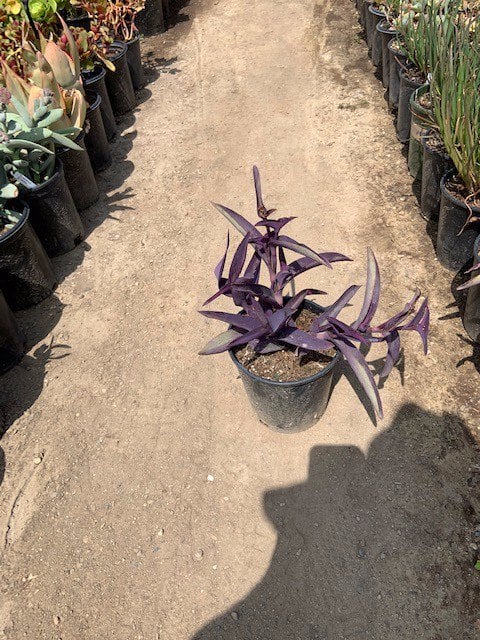 Photo for Tradescantia pallida 'Purpurea' (Purple Heart, Purple Queen)