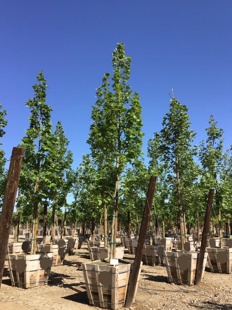 Photo for Platanus acerifolia 'Columbia' (London Plane Tree)