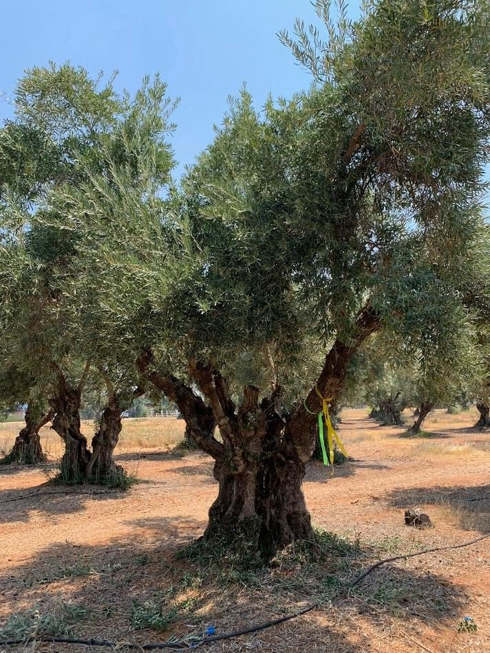 Photo for Olea europaea 'Barouni' (Barouni Olive)