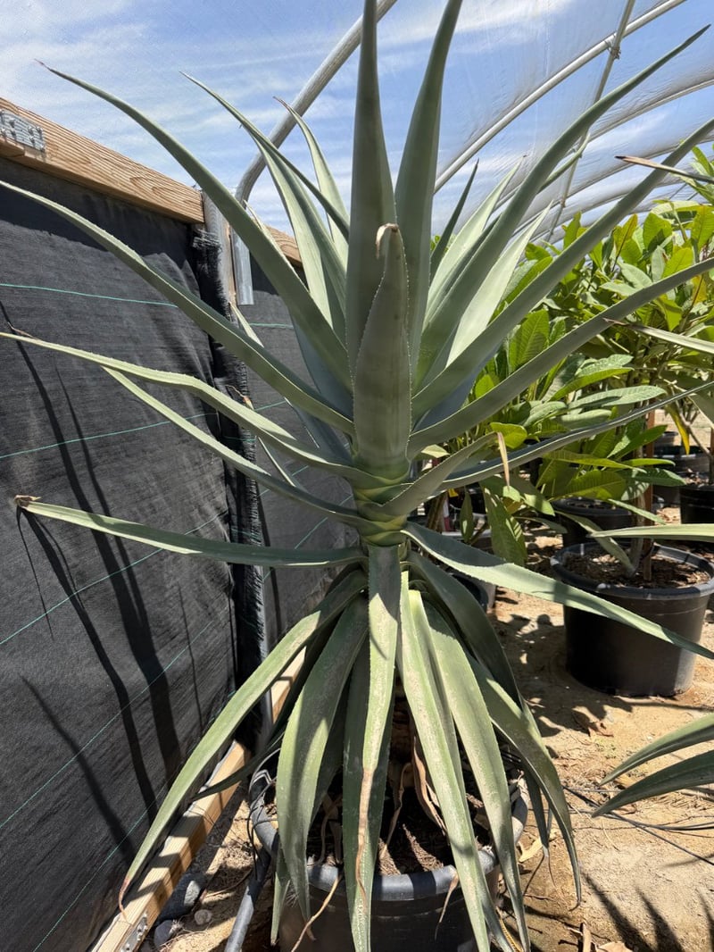 Photo for Aloe 'Hercules' (Standard) (Hercules Aloe)