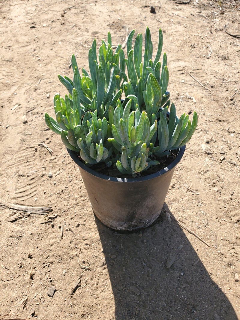 Photo for Senecio mandraliscae (Kleinia)