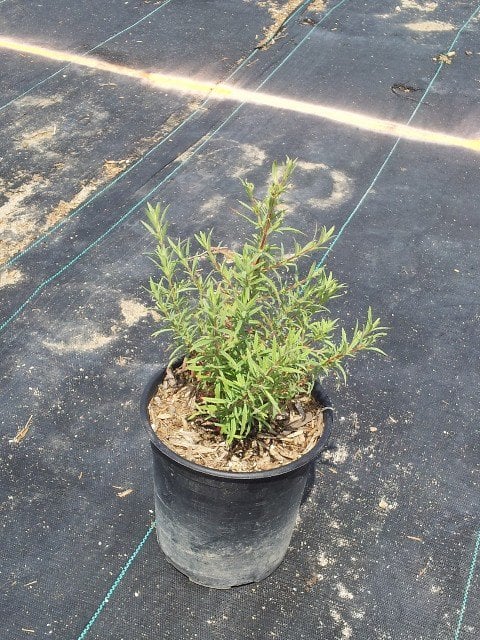 Photo for Zauschneria californica (Epilobium canum)   (California Fuchsia )