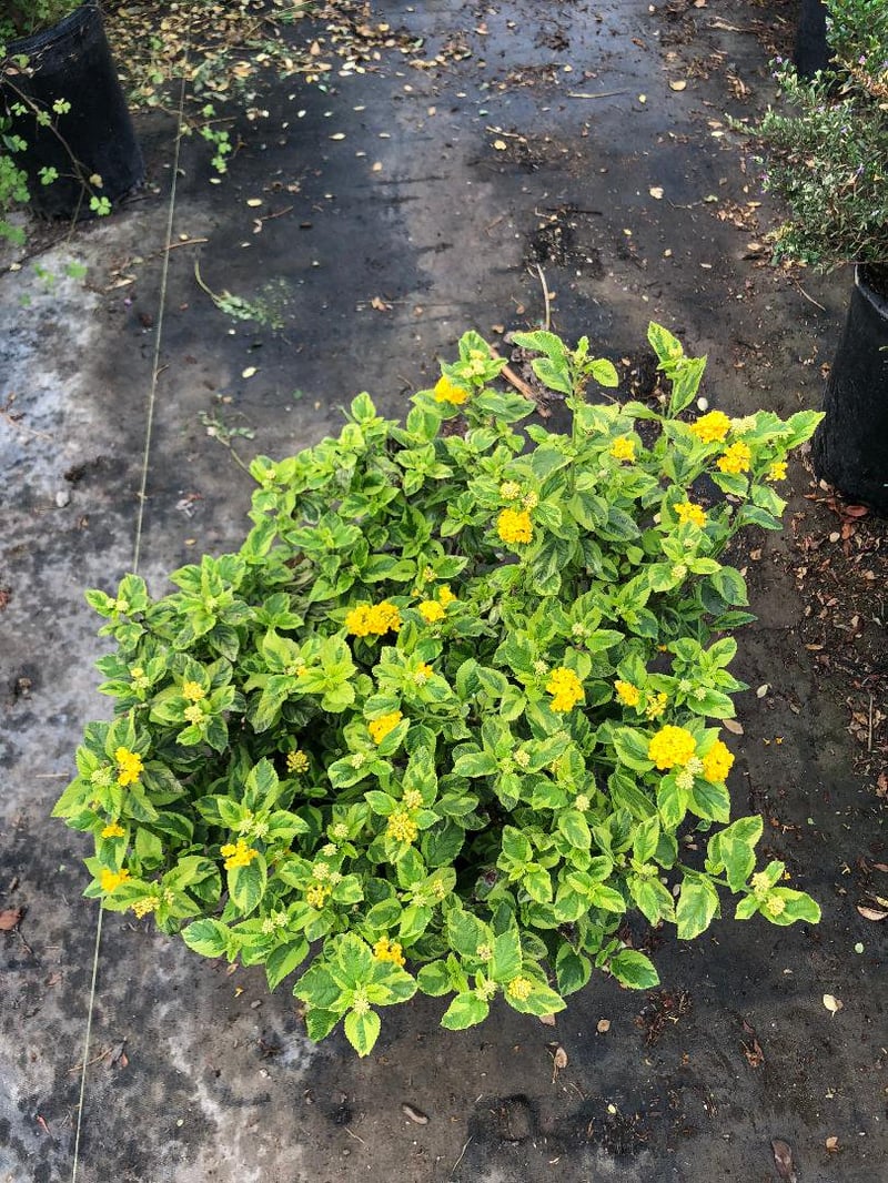 Photo for Lantana camara 'Yellow Variegated' (Yellow Variegated Lantana)