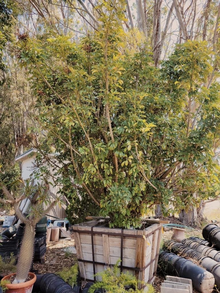Photo for Schefflera actinophylla (Queensland Umbrella Tree)