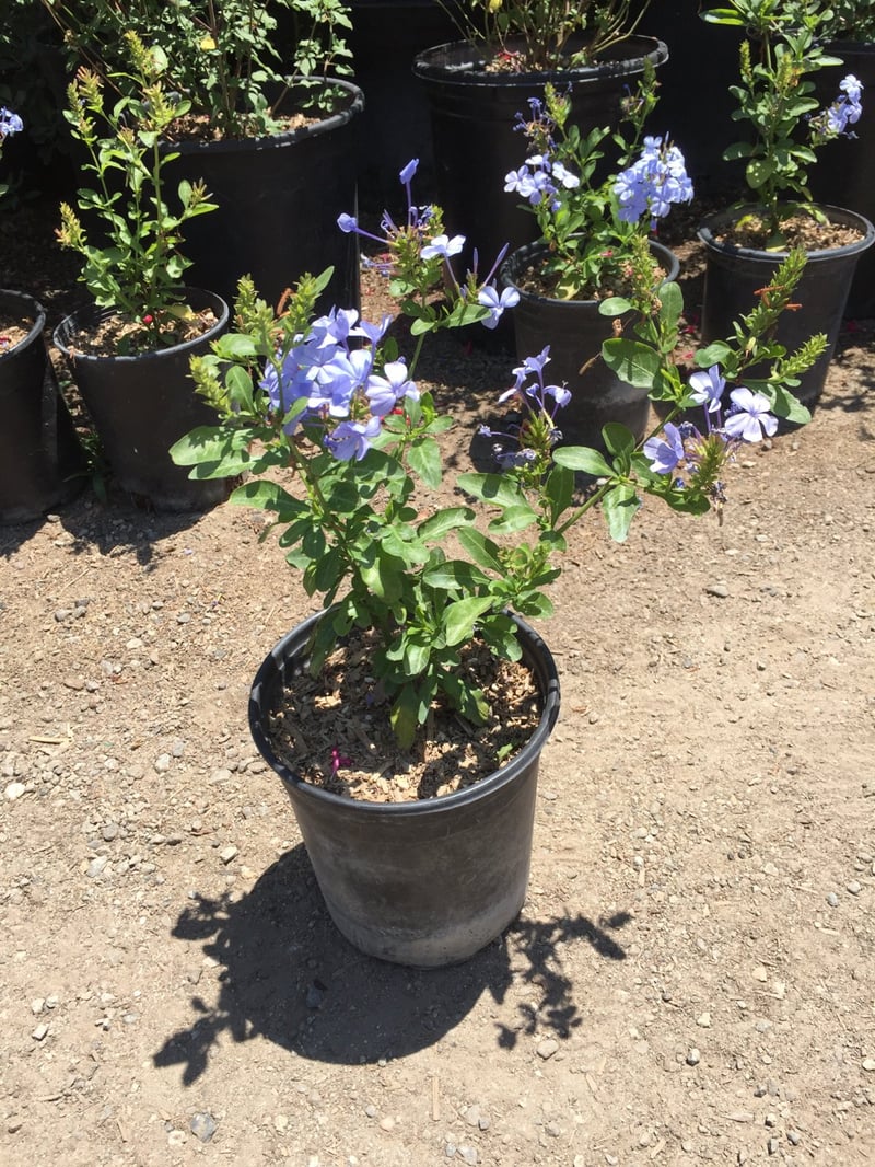 Photo for Plumbago auriculata 'Monott' (Royal Cape Plumbago)
