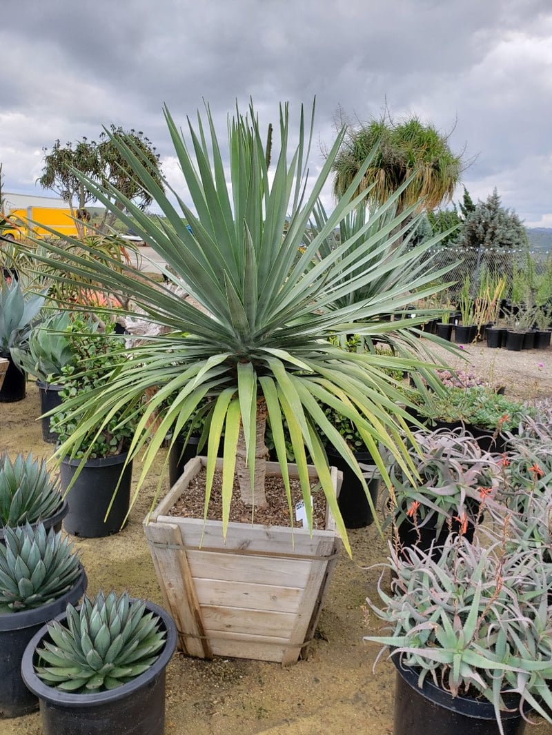 Photo for Dracaena marginata (Madagascar Dragon Tree)