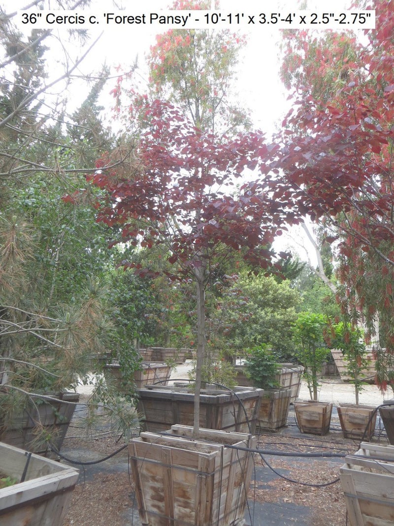 Photo for Cercis canadensis 'Forest Pansy' (Eastern Redbud 'Forest Pansy')