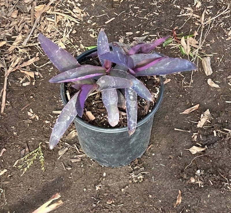 Photo for Tradescantia pallida (Purple Heart )