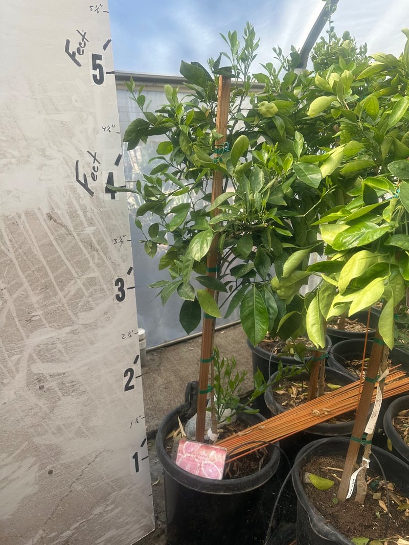 Photo for Citrus sinensis 'Cara Cara' (Cara Cara Pink Navel Orange)