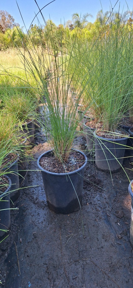 Photo for Muhlenbergia capillaris 'Pink Cloud' (Pink Cloud Muhly)