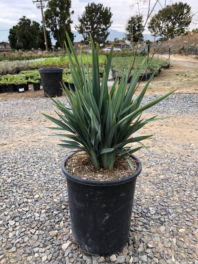 Photo for Dianella 'BluTopia' (Blutopia Flax Lily)
