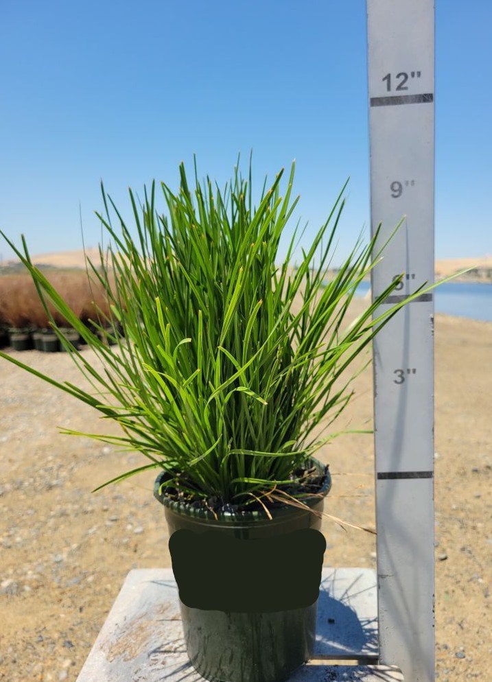 Photo for Lomandra confertifolia 'Lime Tight' (Leading™ Lime Tight Lomandra)