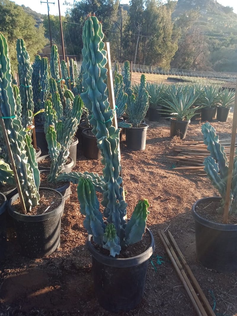 Photo for Cereus peruvianus 'Monstrosus' (Blue Monstrose Cactus, Curiosity Cactus)