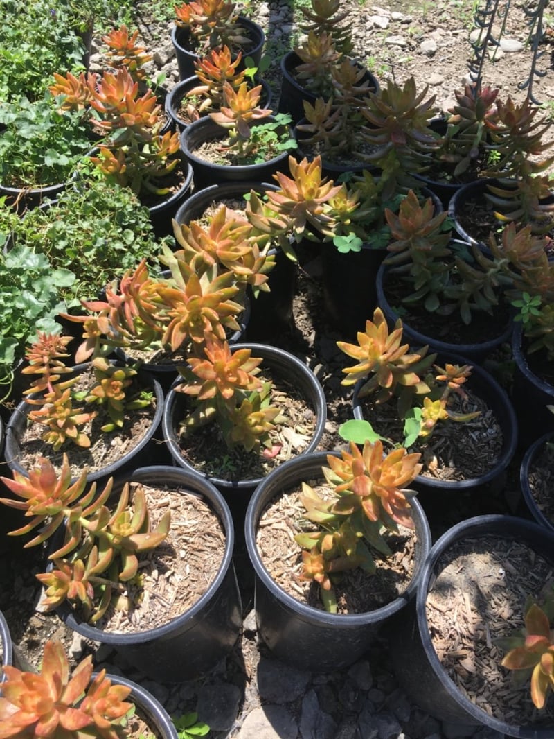 Photo for Sedum nussbaumerianum (Coppertone Stonecrop)