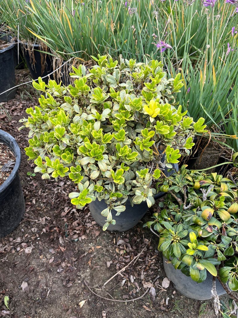 Photo for Pittosporum tobira 'Shima' (Cream De Mint Dwarf Mock Orange)