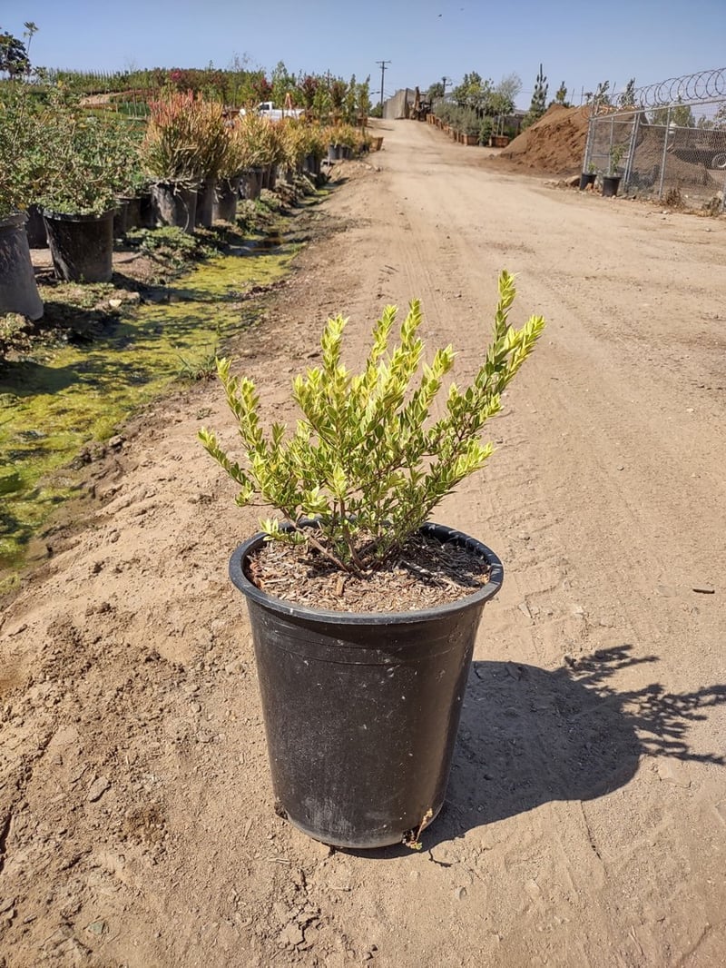Photo for Myrtus communis 'Variegata' (Variegated Myrtle)