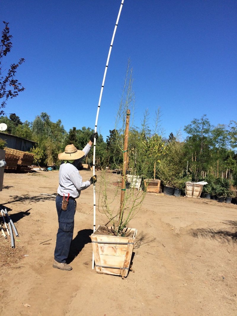 Photo for Parkinsonia 'Desert Museum' (Desert Museum Palo Verde)