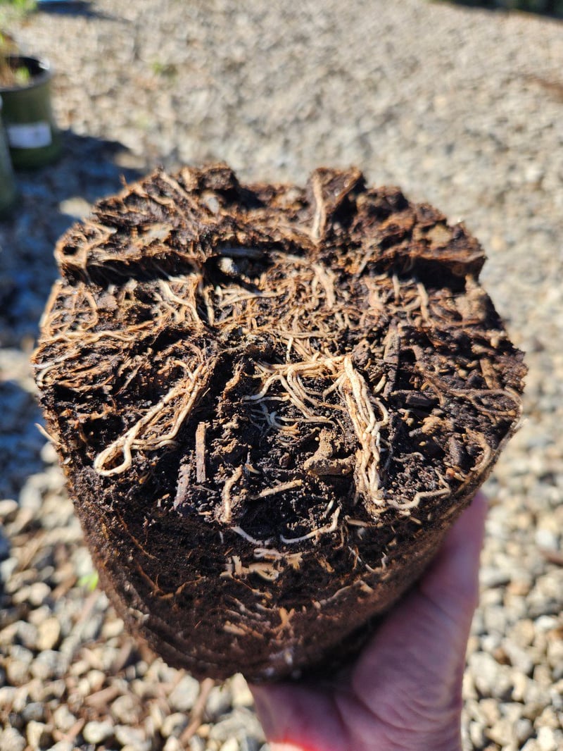 Photo for Asclepias fascicularis (California Narrowleaf Milkweed)