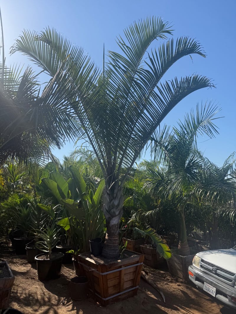 Photo for Dypsis decaryi (Triangle Palm)