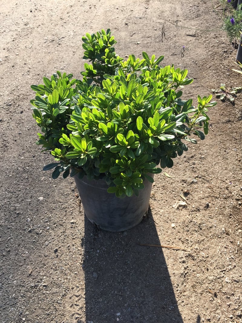 Photo for Pittosporum tobira 'Wheeler's Dwarf' (Wheeler's Dwarf Japanese Mock Orange)