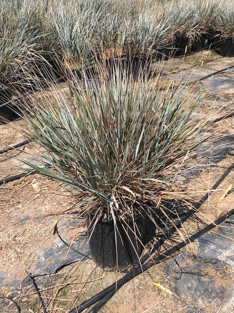 Photo for Leymus condensatus (Wild Rye)