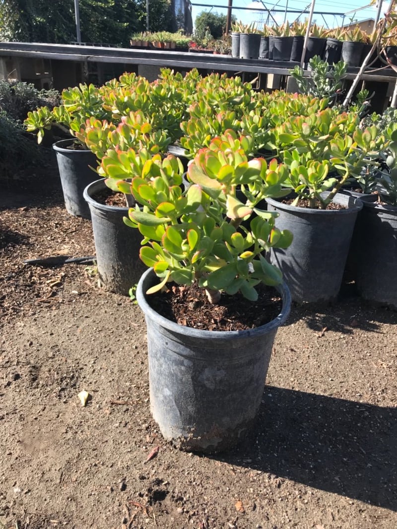 Photo for Crassula ovata 'Pink Beauty' (Pink Beauty Jade Plant )