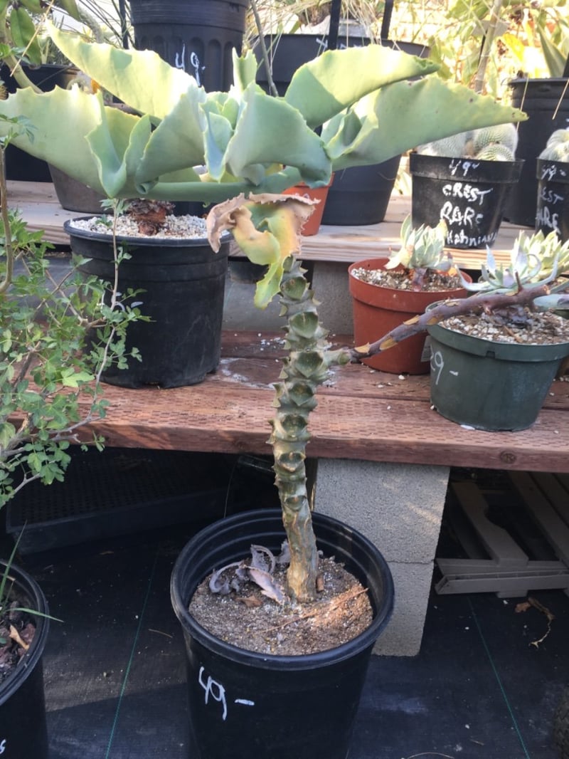 Photo for Kalanchoe beharensis var. subnuda (Naked Feltleaf)
