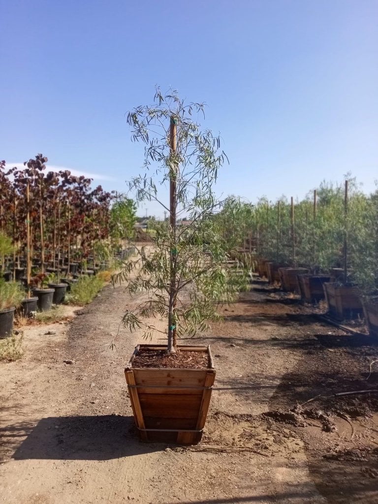 Photo for Geijera parviflora (Low Branching) (Australian Willow)