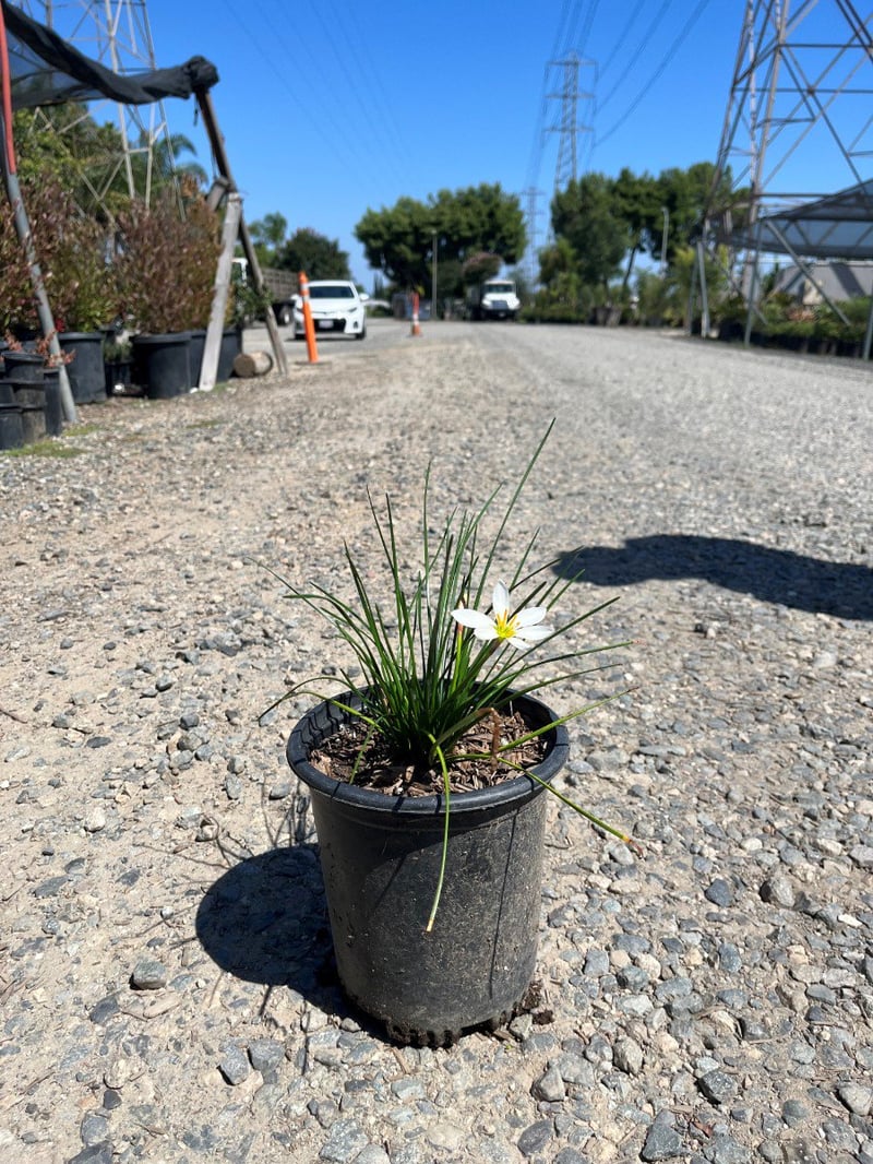 Photo for Zephyranthes candida (Fairy Lily)