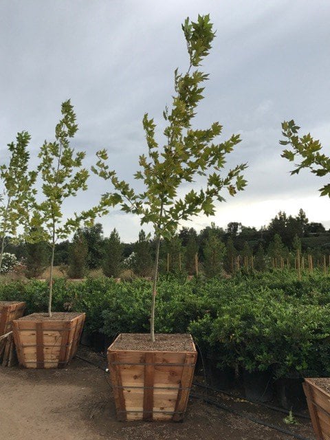 Photo for Platanus acerifolia 'Columbia' (Standard) (Columbia London Plane Tree)