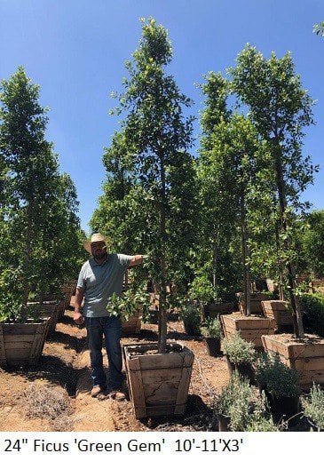 Photo for Ficus microcarpa nitida 'Green Gem' (Column) (Green Gem Fig)