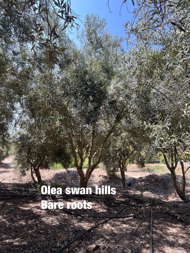 Photo for Olea europaea (Field Grown) (Olive Tree)