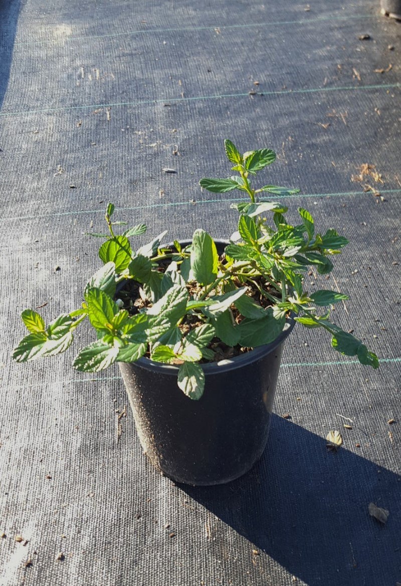 Photo for Ceanothus griseus horizontalis (Carmel Creeper, Wild Lilac)