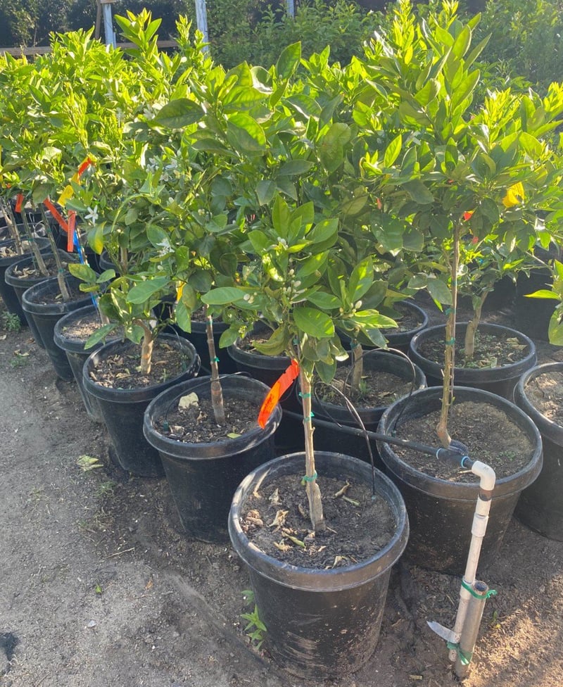 Photo for Citrus (any variety)  (Citrus, Any Variety)