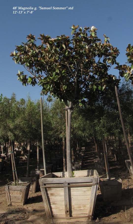 Photo for Magnolia grandiflora 'Samuel Sommer' (Samuel Sommer Magnolia)