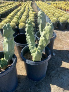Photo for Lophocereus schottii monstrose (Totem Pole)