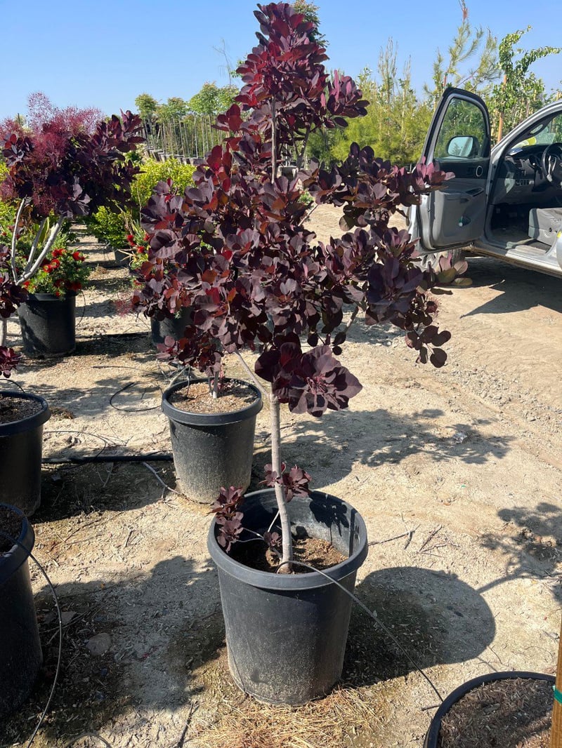 Photo for Cotinus coggygria 'Royal Purple' (Royal Purple Smoke Tree)