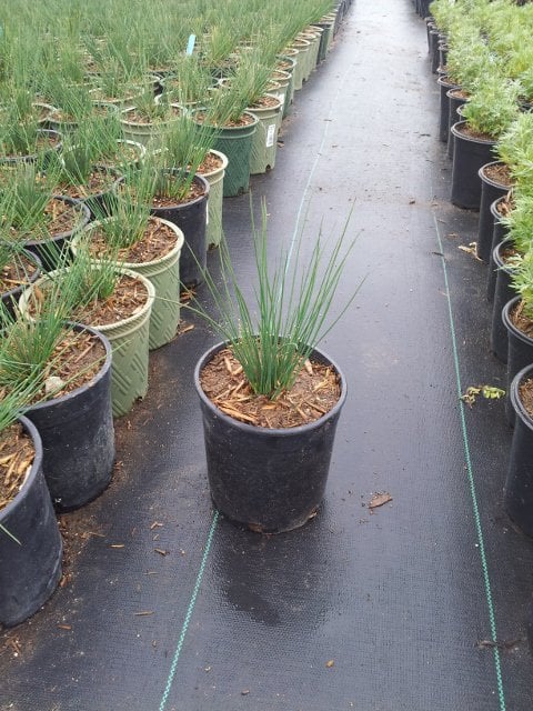 Photo for Juncus effusus (Soft Rush)