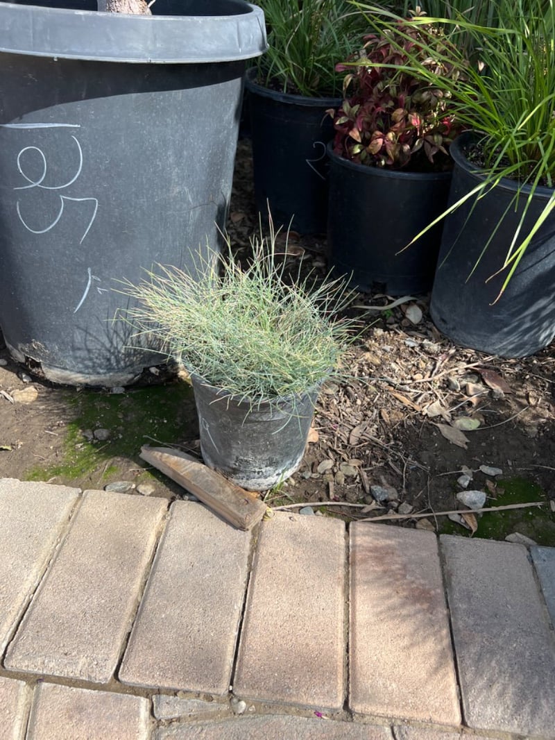 Photo for Festuca californica (California Fescue)