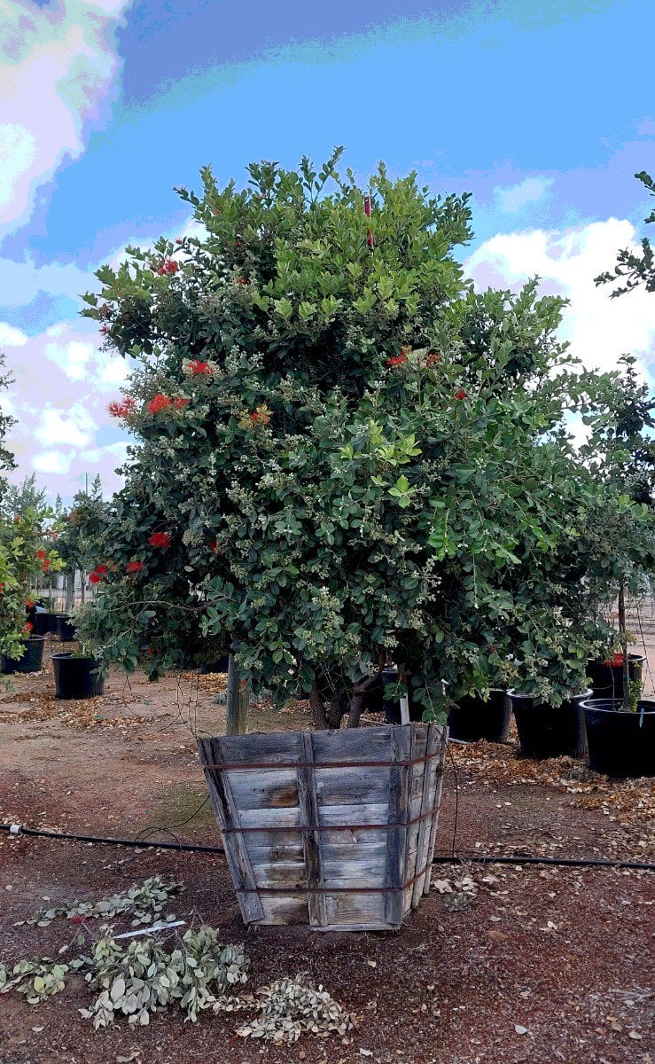 Photo for Metrosideros excelsa (New Zealand Christmas Tree)