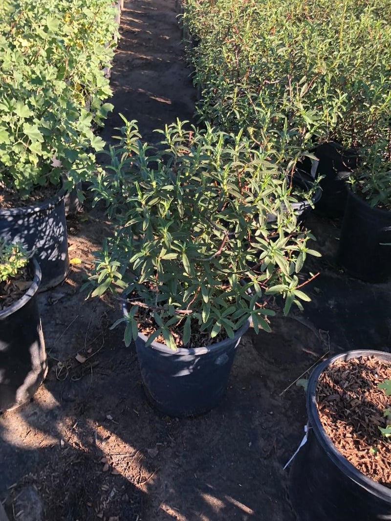 Photo for Cistus x purpureus (Orchid Rockrose)